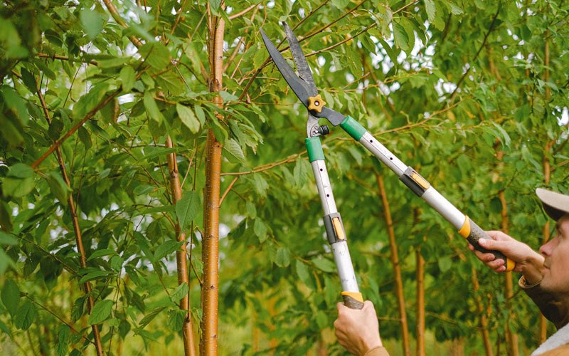 Tree trimming in Ellenburg Center, NY